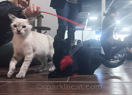 kittens playing