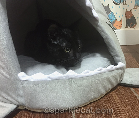black kitten, shark cat bed, kitten hiding