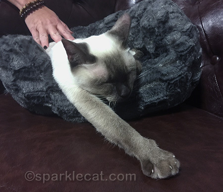tonkinese cat, cat sleeping, petting a cat