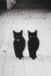 black cats
