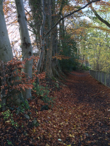 Late leaf fall, by the River Tweed
