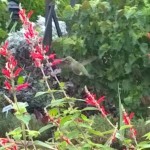 Hummingbird in flight