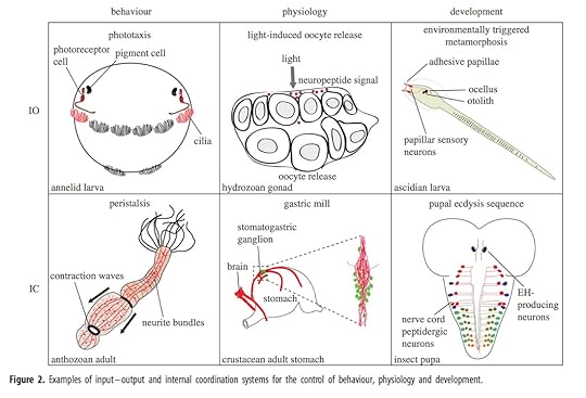 Jekely Keijzer GS Fig 2 cmp