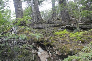 Even the trees there seemed to have their own history, their own secrets.