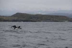 Cormorant in flight (Beagle channel).