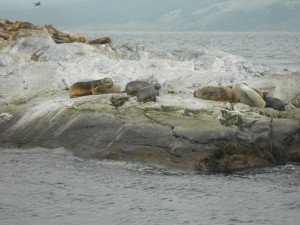 The sea lion looking straight at the camera would not stop making noise -- a piercing, plaintive cry.