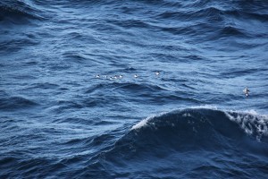 A group of Cape petrels riding the waves, many miles from shore. There's a flying Cape petrel to the right.