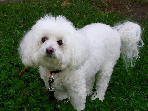 Bichon_Frise.jpg