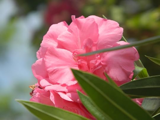 kitties and flowers 006