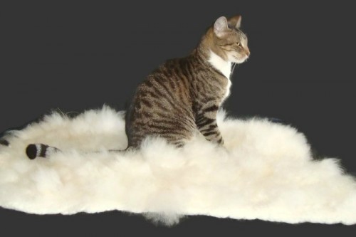 alpaca-cat-mat