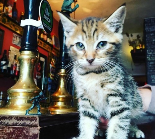 cat-pub