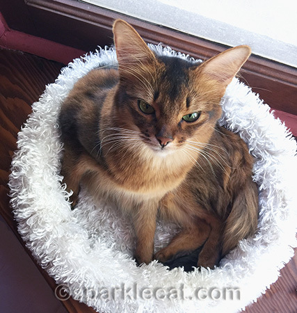 Somali cat, fluffy white cat bed