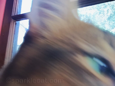 blurry cat photo, somali cat