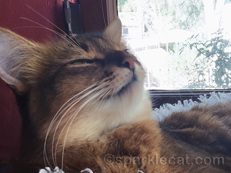 sleepy Somali cat