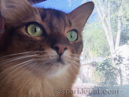 Somali cat, green eyes, cat close up