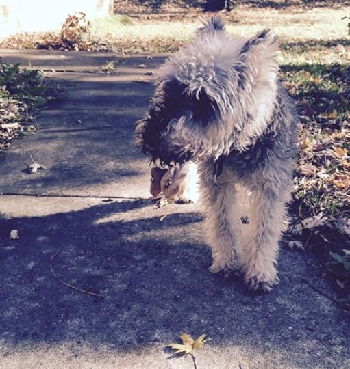 Tyler enjoying fall, despite the pesky leaves that like to attach themselves to him.