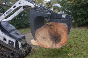 Ash-Xsection-of-trunk