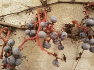 berries at creekwalk