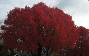 2014-11-01 14.31.24