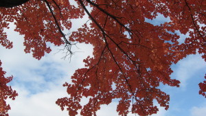 2014-11-01 14.32.36