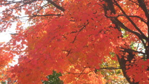 2014-11-01 14.32.50