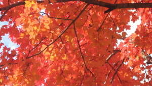 2014-11-01 14.32.58
