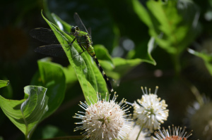 dragonfly
