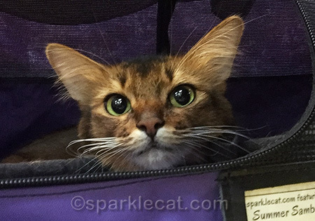 somali cat, cat show, sturdi cat enclosure