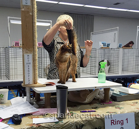 somali cat, cat show, cat judging, cat show judge, cat judging ring