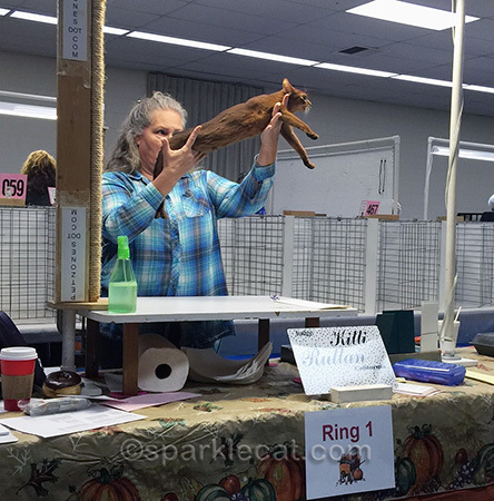 cat show, abyssinian kitten, cat show judging ring, Kitty Ruttan