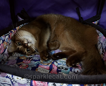 somali cat, cute cat, cat tummy, cat show