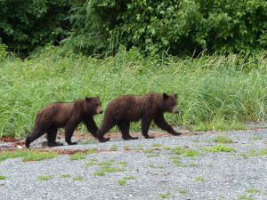 Two young bears at Pack Creek on Admiralty Island. Photo by Jacqueline Yau.