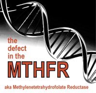 MTHFR_jeffrey_dach_md