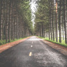 tree lined road