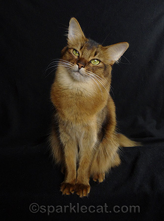 Somali cat, cat gifts, cat gift guide