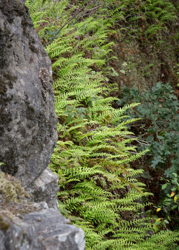 Licorice fern (Polypodium glycyrrhiza)