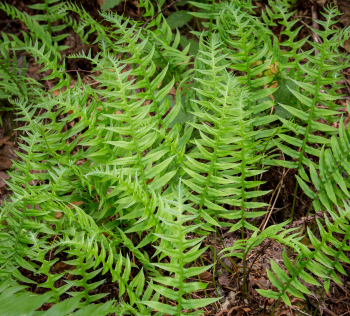 Licorice fern (Polypodium glycyrrhiza)