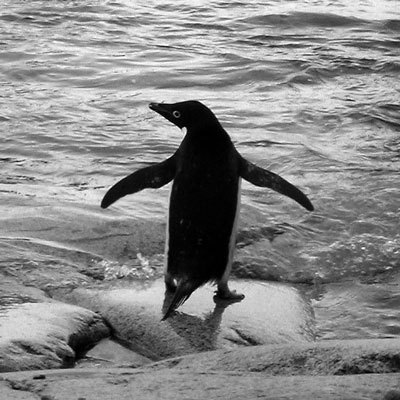penguin_bw