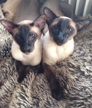 Du, brorsan, det här att de stängt av elementen. Jag vet, sjukt onödigt. Kallt är det. Barbarer. Hon sitter i soffan. Jag ser. Ska vi gå dit och trampa fram och tillbaka över hennes mage? Du läste mina tankar. Det är du och jag brorsan. Ja, du och jag.