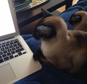 Katterna ligger där jag ligger. Hela tiden.