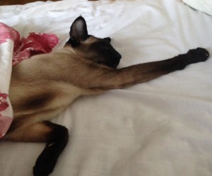 Elementen är avstängda nu och Hawkeye sover under mitt täcke. Very Crazy Cat Lady visserligen, men så mysigt.