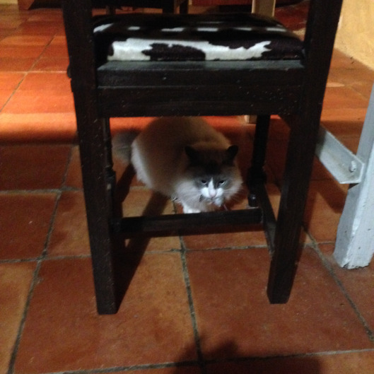 Pierre's French cat with a French mouse.