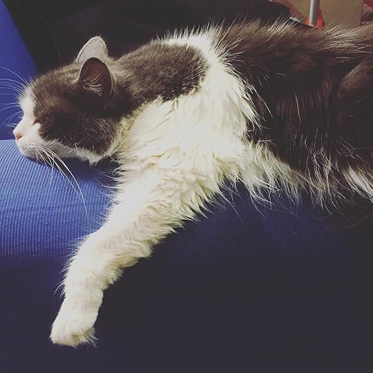 Life_s_tough_when_you_re__fluffy__catsofinstagram__kitty (1)