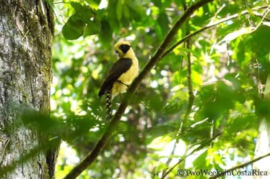 Laughing Falcon at Los Cusingos | Two Weeks in Costa Rica
