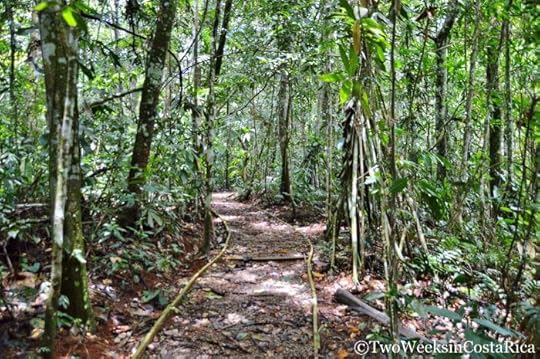Los Cusingos Trails | Two Weeks in Costa Rica
