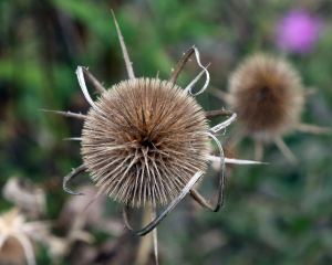 Nettle pod 2015 by Randy Cockrell