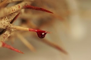 crown-of-thorns-the-power-blood-Jesus-Christ-300x199