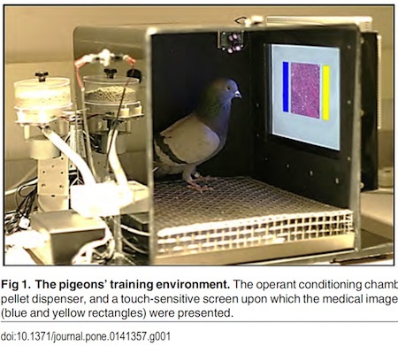 pigeon radiology
