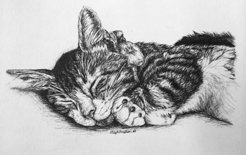 cutsom-cat-drawing