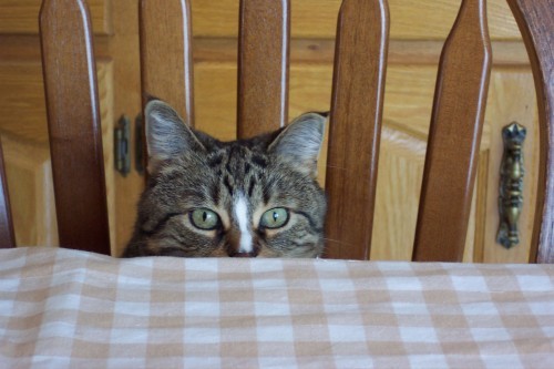 cat-at-table